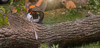 Best Pest Control for Lawns  in Harmony, RI
