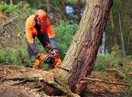 Best Root Management and Removal  in Harmony, RI