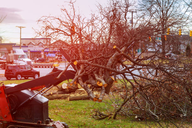Best Tree Mulching  in Harmony, RI
