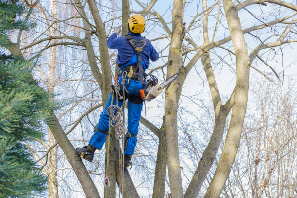 Best Tree Preservation Services  in Harmony, RI