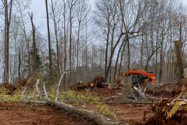 Best Emergency Tree Removal  in Harmony, RI