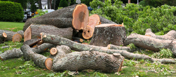 How Our Tree Care Process Works  in  Harmony, RI