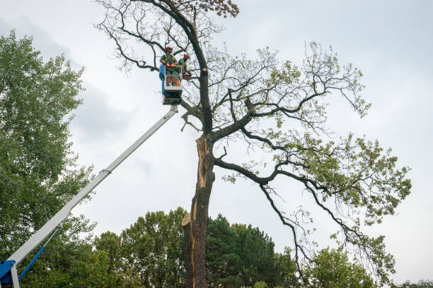 Best Hazardous Tree Removal  in Harmony, RI