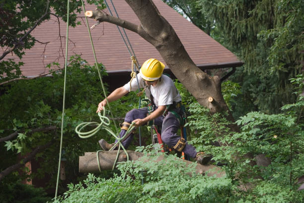 Best Tree Maintenance Programs  in Harmony, RI