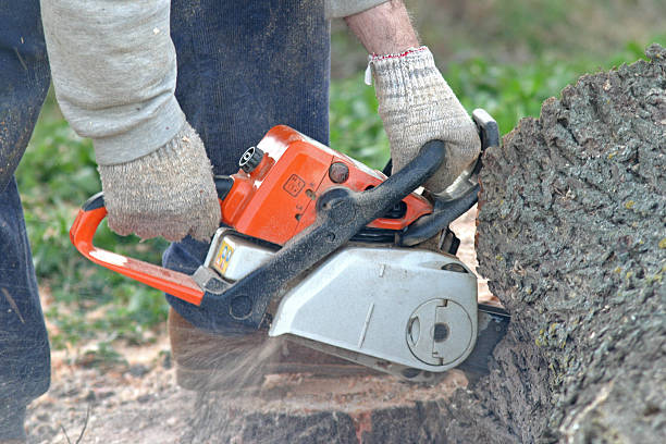 Professional Tree Care in Harmony, RI