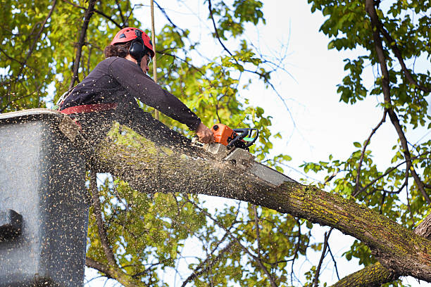 Best Utility Line Clearance  in Harmony, RI