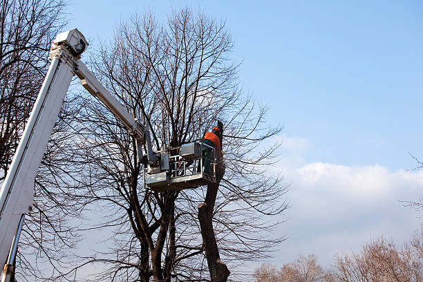 Best Arborist Consultation Services  in Harmony, RI
