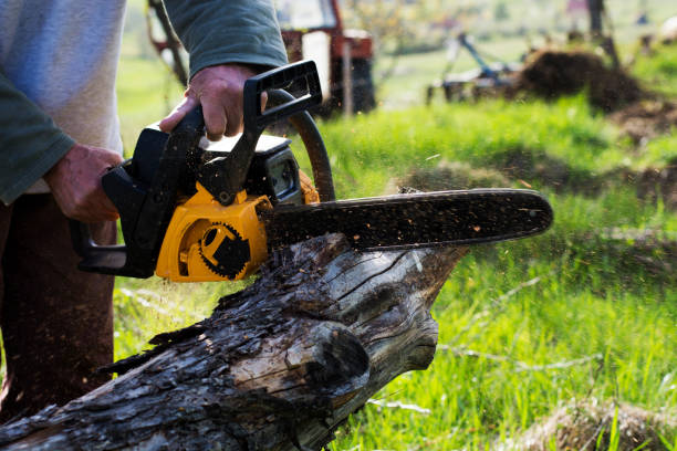 Best Storm Damage Tree Cleanup  in Harmony, RI