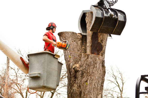 Best Arborist Consultation Services  in Harmony, RI